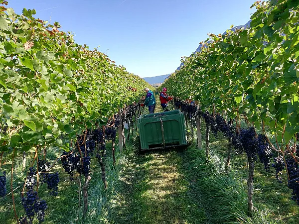 Weinernte 2018